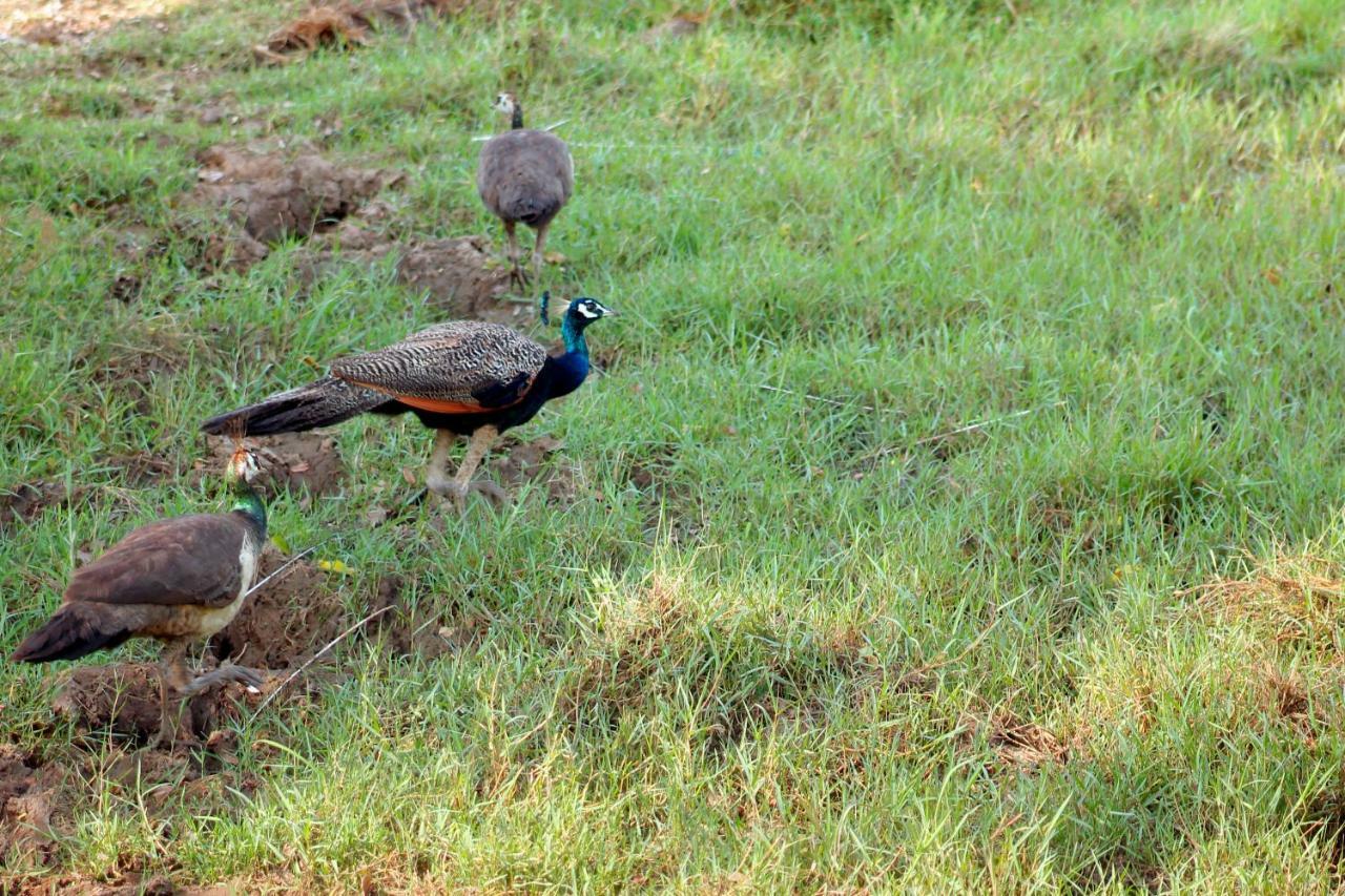Wasgamu Safari Lodge Wasgamuwa Kültér fotó