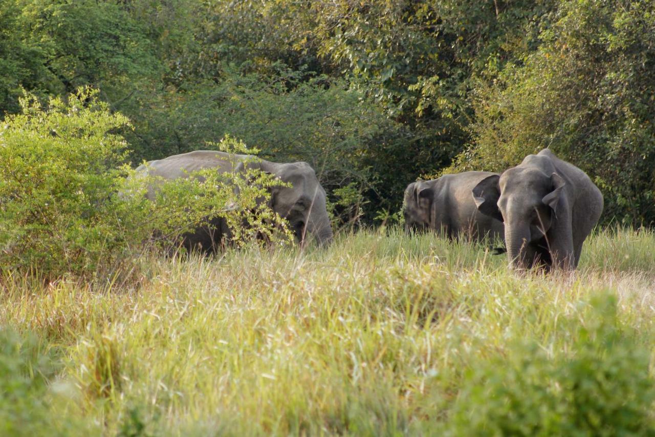 Wasgamu Safari Lodge Wasgamuwa Kültér fotó