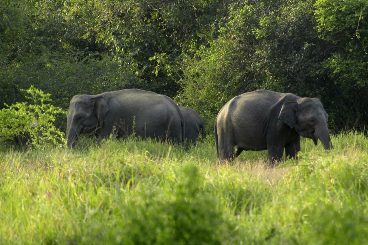 Wasgamu Safari Lodge Wasgamuwa Kültér fotó