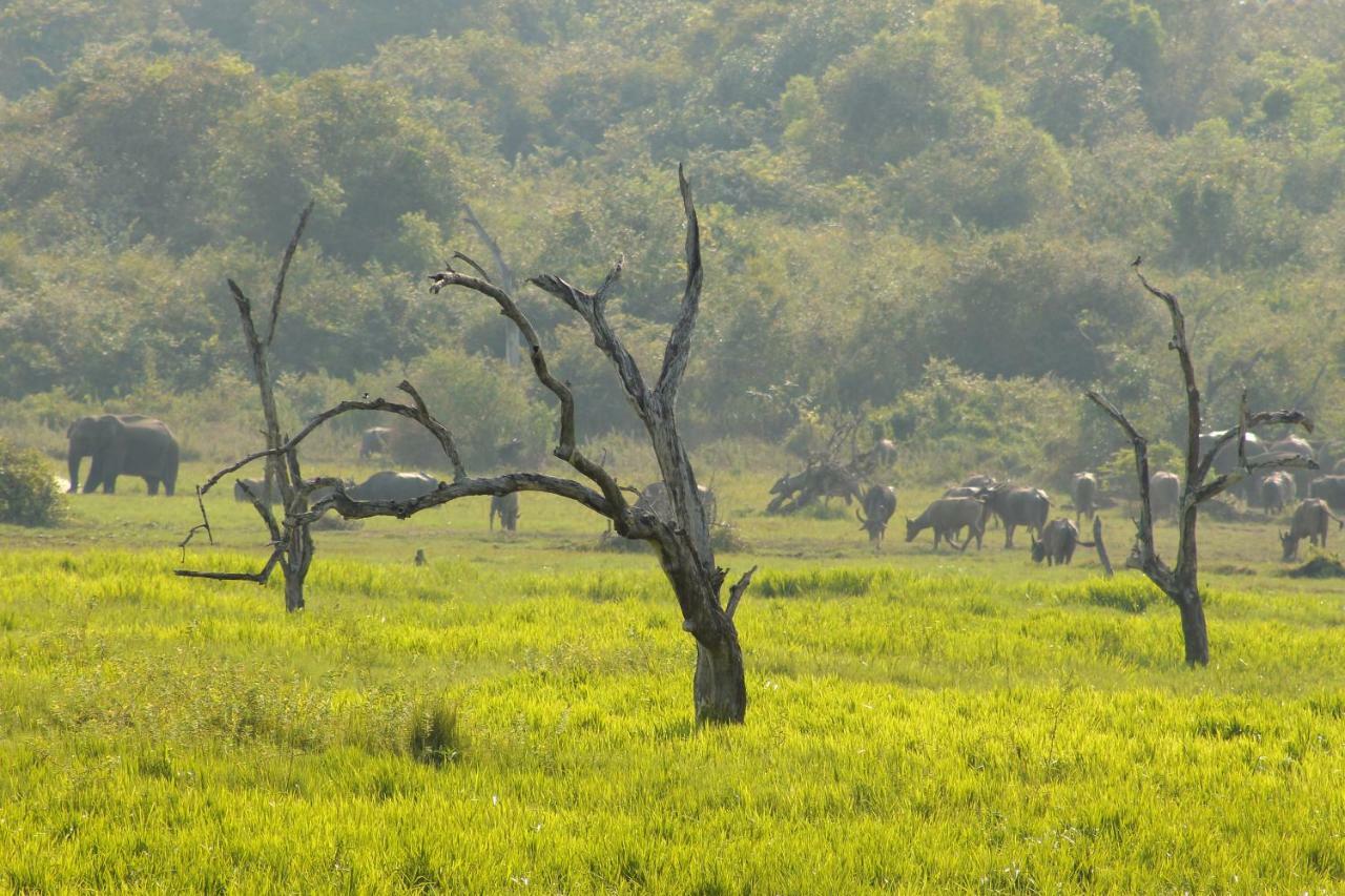 Wasgamu Safari Lodge Wasgamuwa Kültér fotó