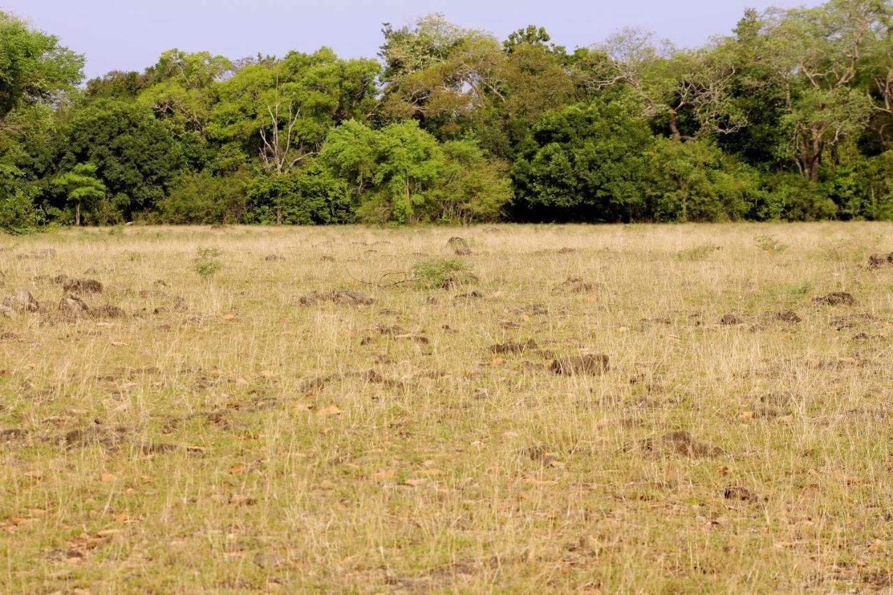 Wasgamu Safari Lodge Wasgamuwa Kültér fotó