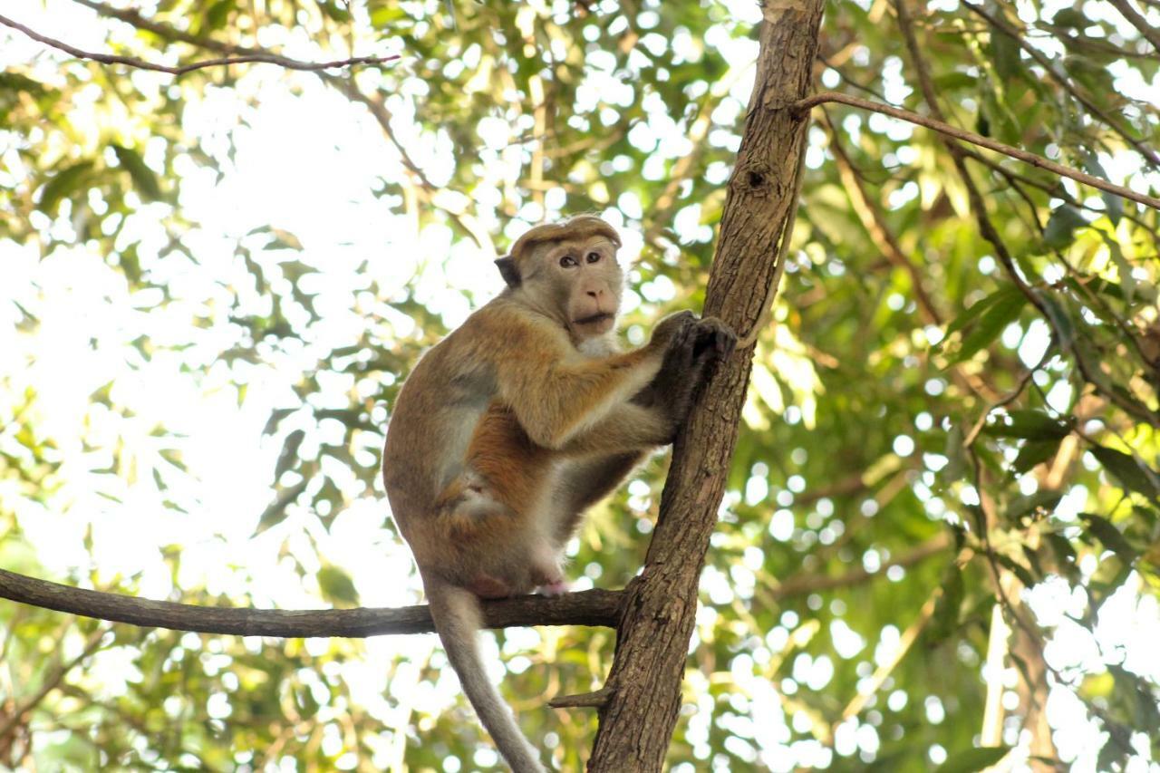 Wasgamu Safari Lodge Wasgamuwa Kültér fotó