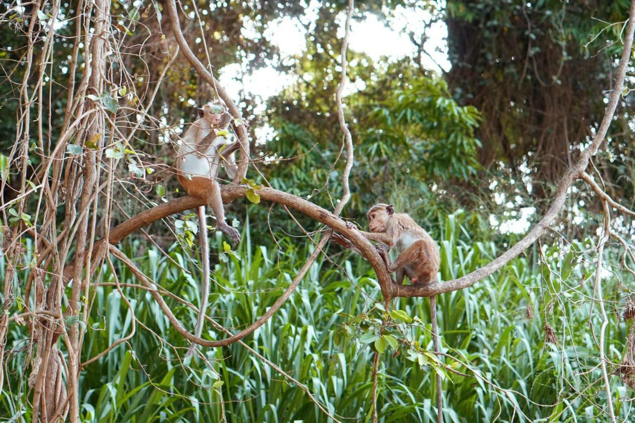 Wasgamu Safari Lodge Wasgamuwa Kültér fotó