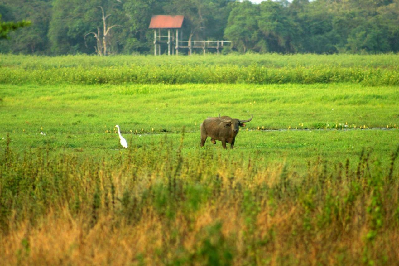 Wasgamu Safari Lodge Wasgamuwa Kültér fotó