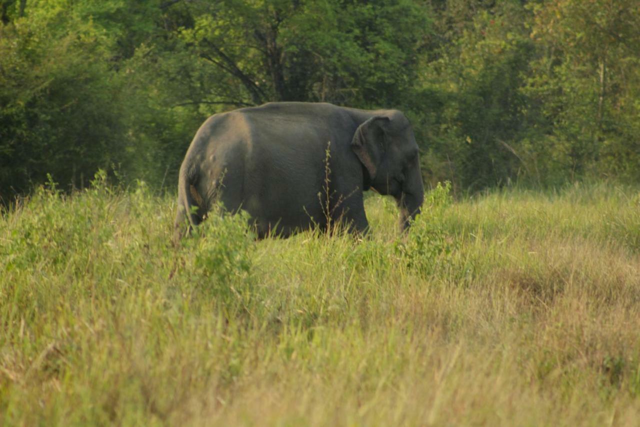 Wasgamu Safari Lodge Wasgamuwa Kültér fotó