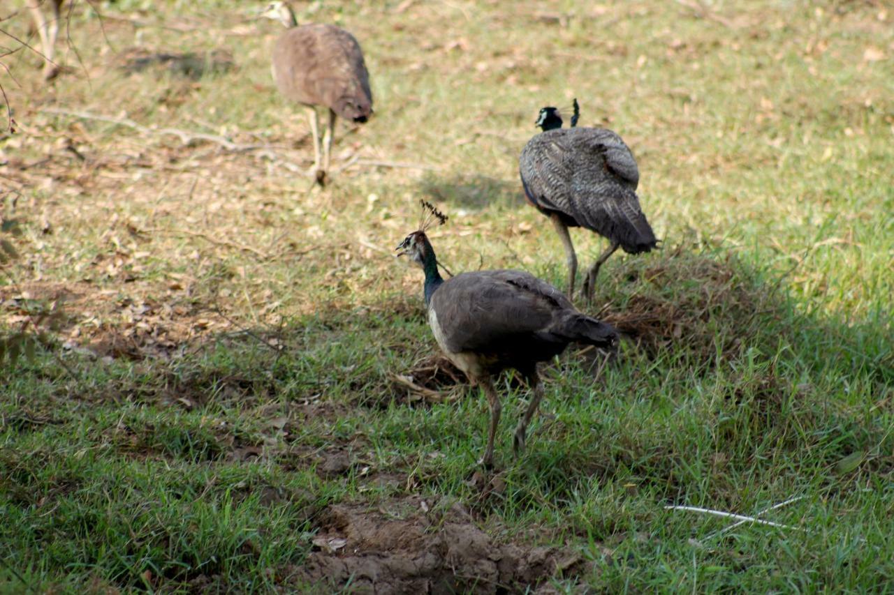 Wasgamu Safari Lodge Wasgamuwa Kültér fotó